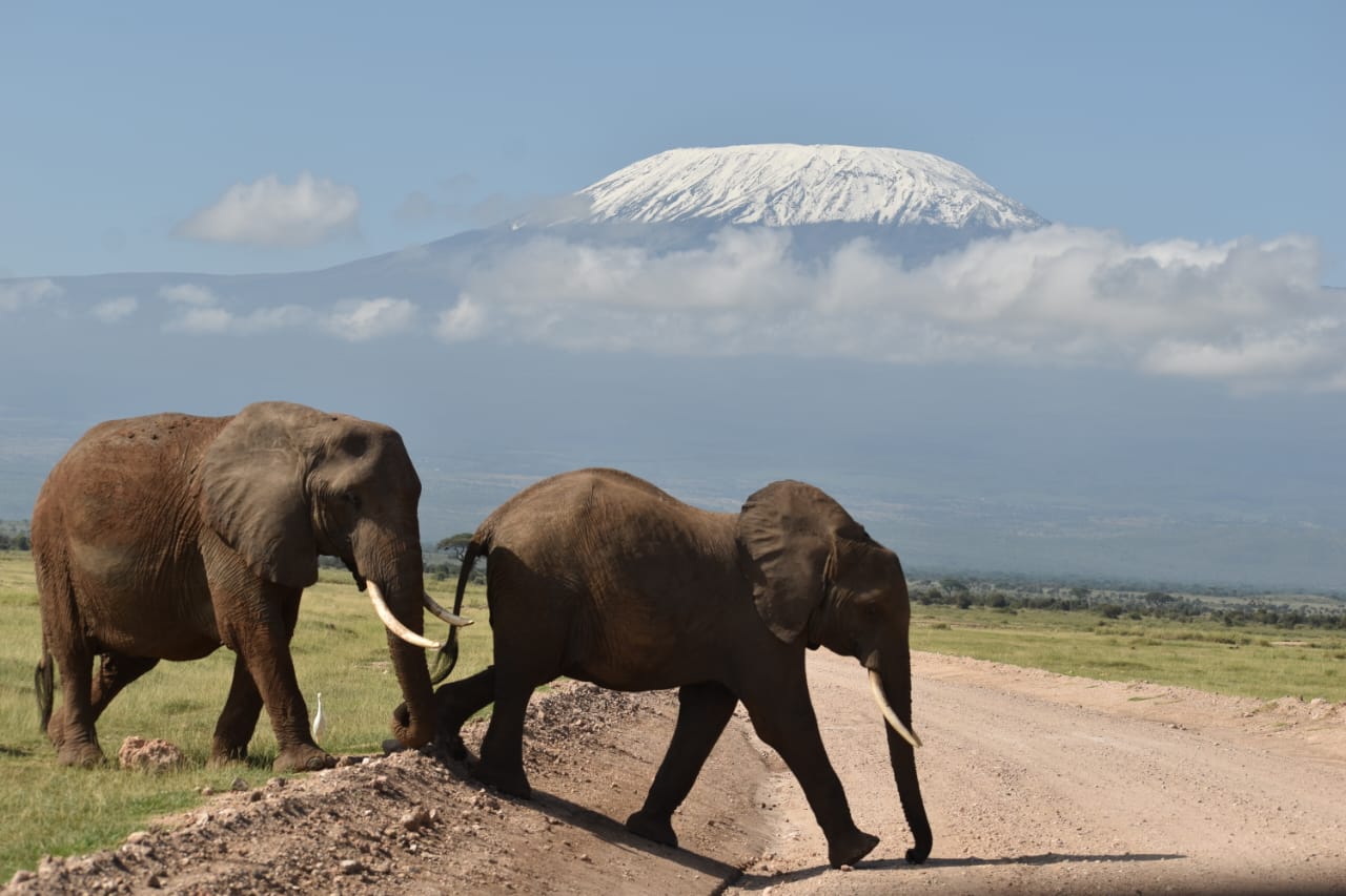 5 Days Masai Mara, Lake Naivasha & Amboseli Safari | Best Kenya Safari Package